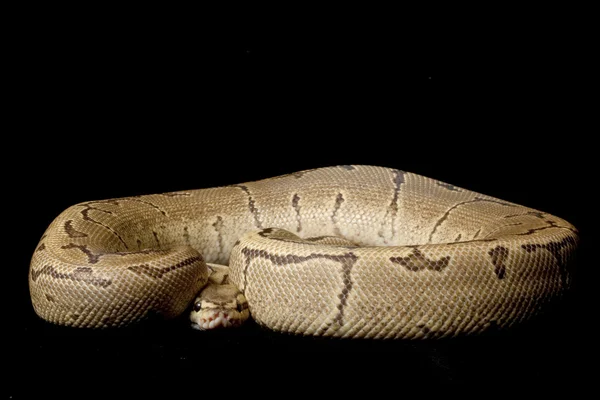 Fogo pinstripe bola python — Fotografia de Stock
