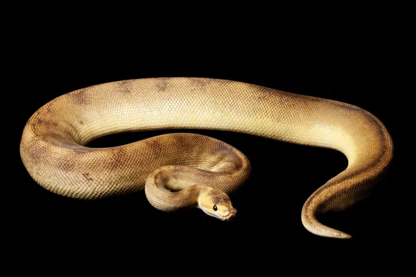 シャンパン ボール python — ストック写真