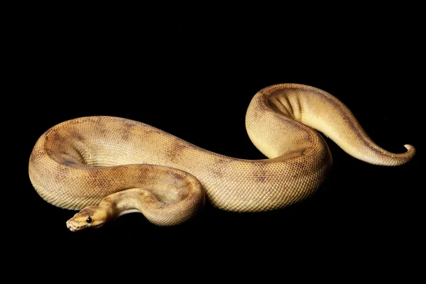 Pezsgő Ball Python — Stock Fotó