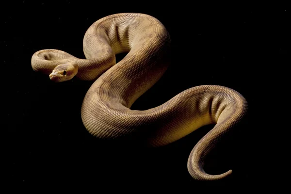香槟球 python — 图库照片