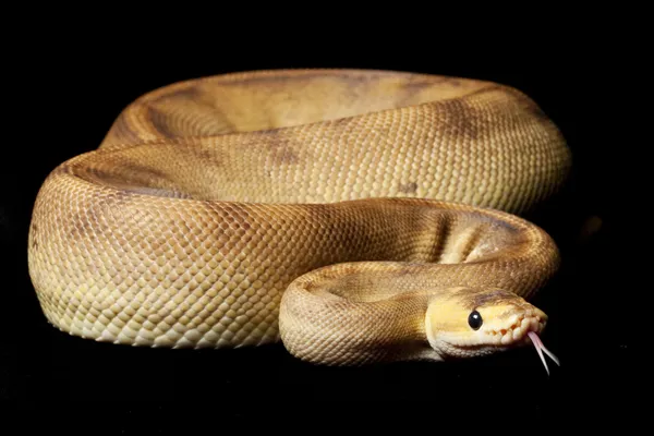 Bola de champanhe Python — Fotografia de Stock