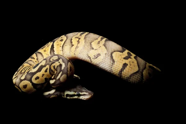 Super pastel orange ghost ball python — Stock Photo, Image