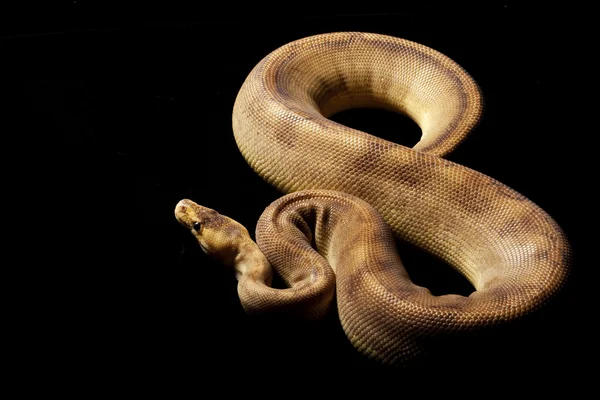 Şampanya top python — Stok fotoğraf