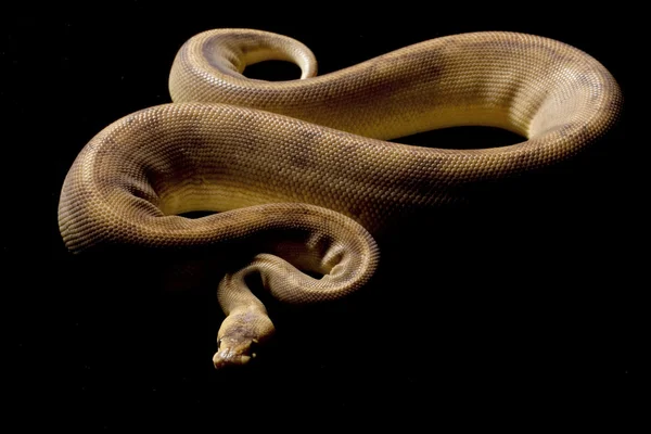 Šampaňské míč python — Stock fotografie