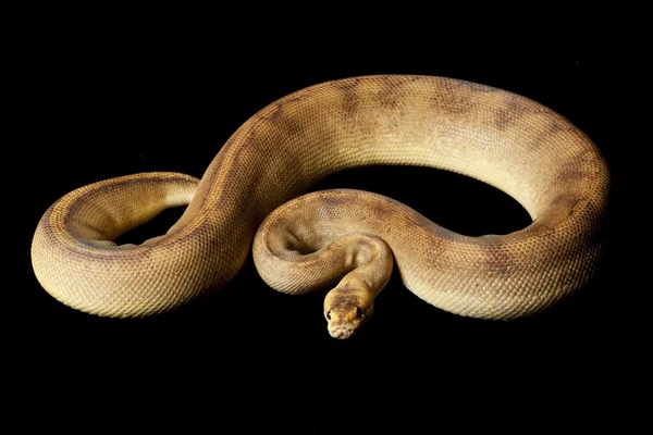 Bola de champán Python — Foto de Stock