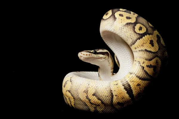 Super pastel orange ghost ball python — Stock Photo, Image