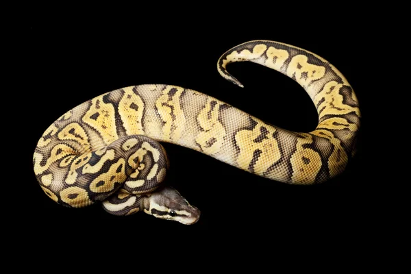 Super pastel laranja fantasma bola python — Fotografia de Stock