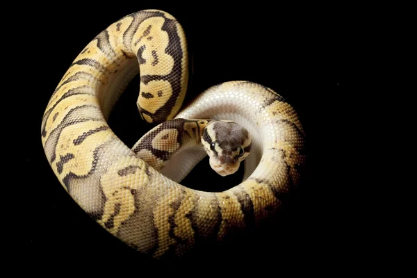 Super pastel oranje ghost bal python — Stockfoto