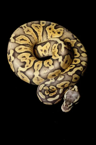 超柔和的橙色鬼球 python — 图库照片