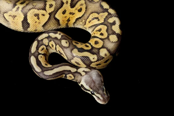 超柔和的橙色鬼球 python — 图库照片