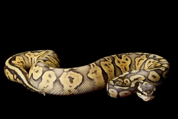 Super pastel laranja fantasma bola python — Fotografia de Stock
