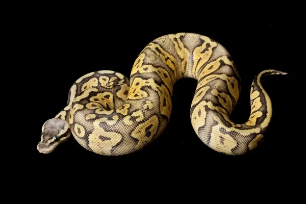 Super pastel orange spøgelse bold python - Stock-foto