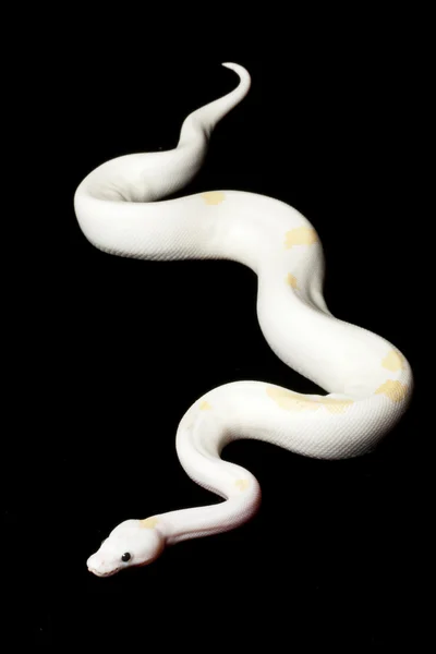 黑眼睛 leucistic 球 python — 图库照片