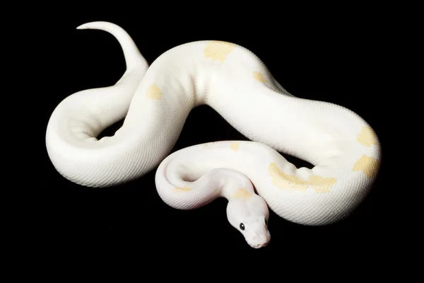 黑眼睛 leucistic 球 python — 图库照片