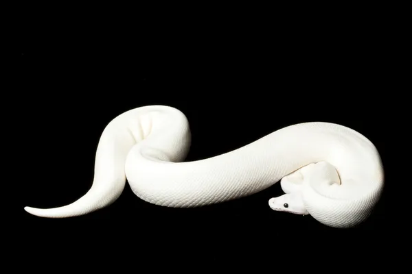 黒い目の leucistic ボール python — ストック写真