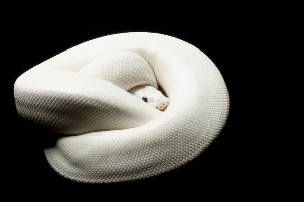 Black-eyed leucistic ball python — Stock Photo, Image