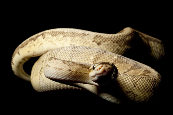 Citrom robbanás sárga has ball python — Stock Fotó