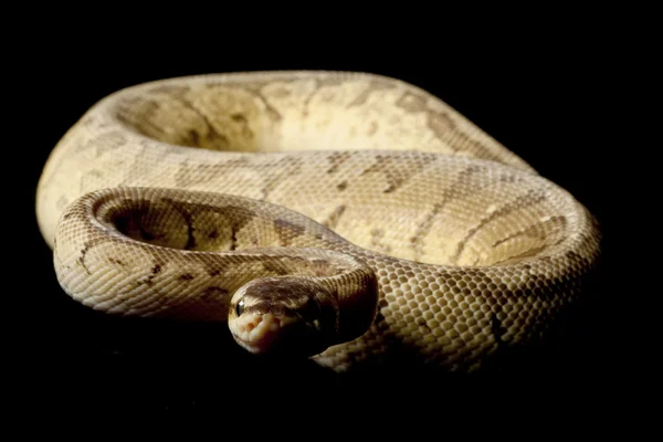 Lemon blast yellow belly ball python — Stock Photo, Image