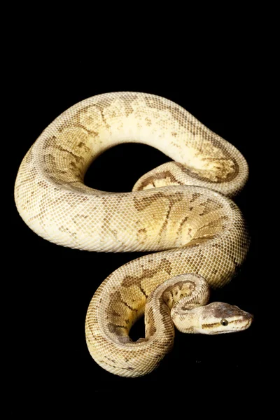 Limon patlama sarı karın top python — Stok fotoğraf