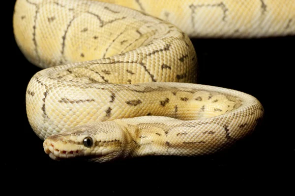 Super bal python blast — Stockfoto