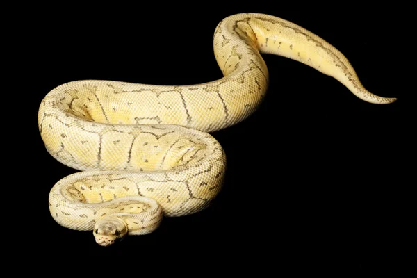 超级炸球 python — 图库照片