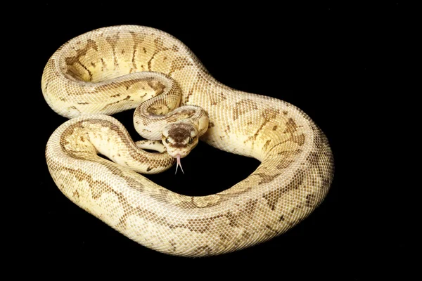 Limão explosão amarelo barriga bola python — Fotografia de Stock