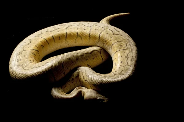 Süper top python patlama — Stok fotoğraf