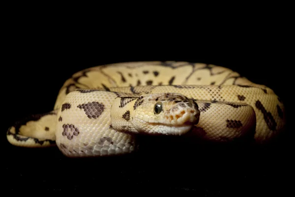 Pastel clown ball python — Stock Photo, Image