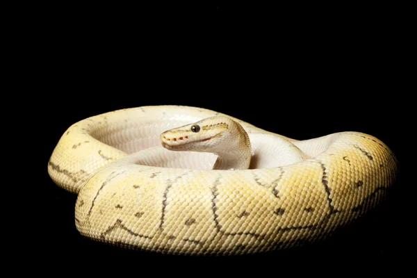 Super-Sprengball-Python — Stockfoto