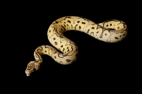 Boule de clown pastel Python — Photo