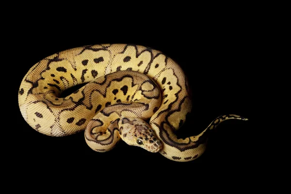 Pastel clown bal python — Stockfoto