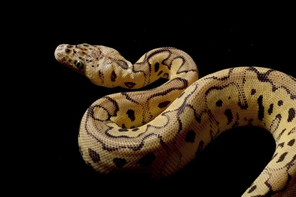 Pastell clown ball python — Stockfoto