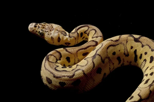 Pastell Clown Ball Python — Stockfoto