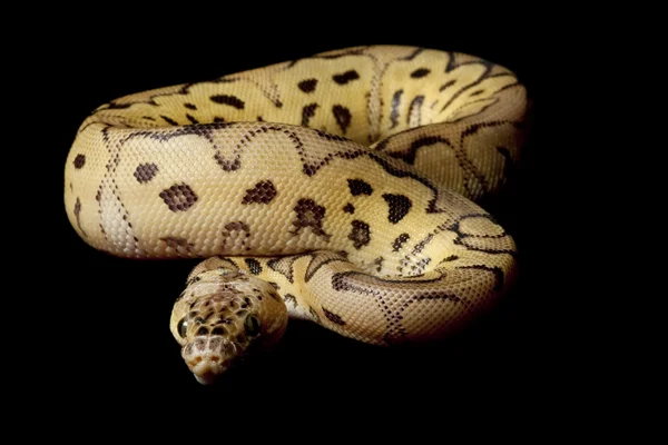Bola de palhaço pastel Python — Fotografia de Stock