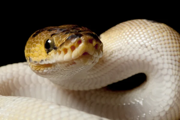 Clown ball python — Stock Photo, Image