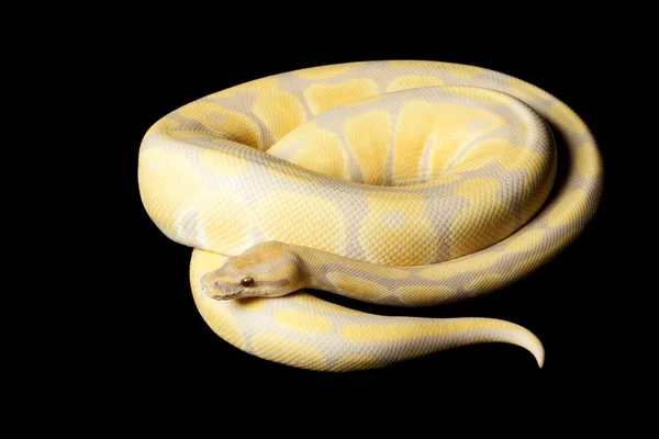 Lavender albino ball python — Stock Photo, Image