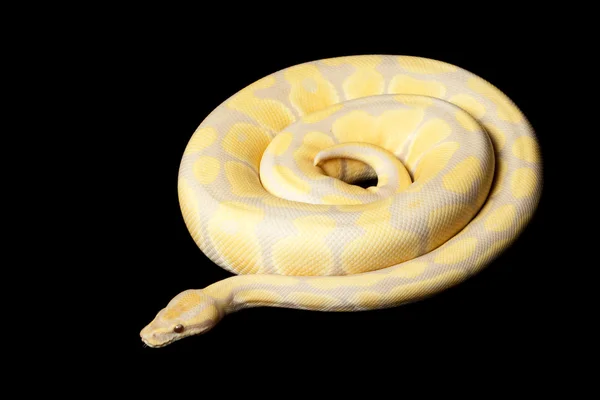 Lavendel Kungspyton albino — Stockfoto