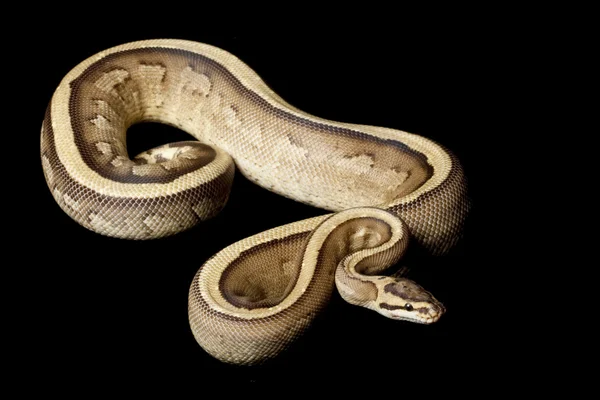 Super stripe bal python — Stockfoto