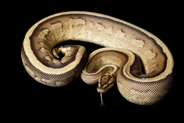 超级条纹球 python — 图库照片
