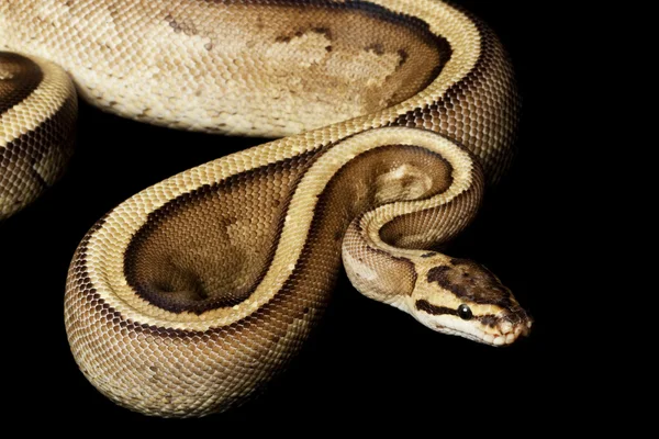 Super pasek python piłkę — Zdjęcie stockowe