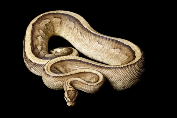 Super stripe ball python — Stock Photo, Image