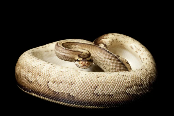 Super stripe python boule — Photo