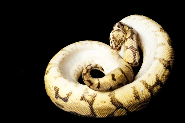 Kuning perut woma lebah bola python — Stok Foto