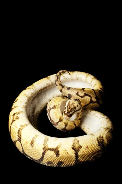 Barriga amarela woma abelha bola python — Fotografia de Stock