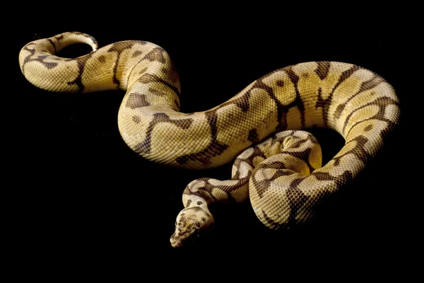 Gul buk woma bee ball python — Stockfoto