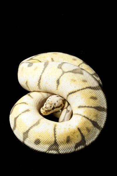 Killer bee bal python — Stockfoto