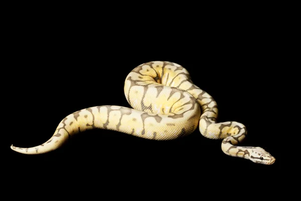 Woma 公司较小蜜蜂球 python — 图库照片