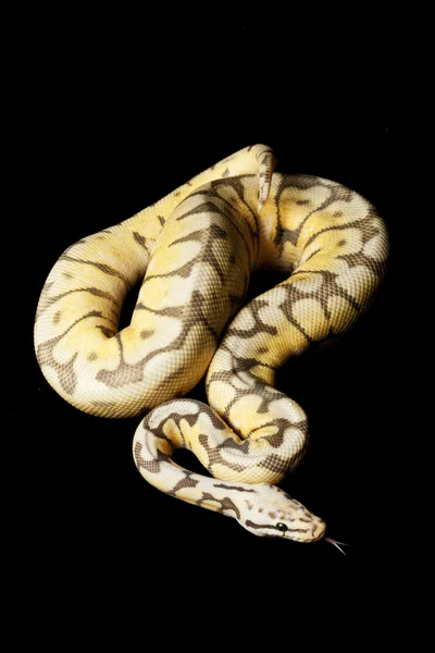 Woma 公司较小蜜蜂球 python — 图库照片