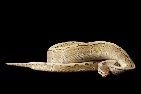 Ghost pinstripe ball python — Stock Photo, Image