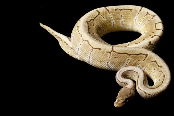핀 스트라이프의 공 python 고스트 — 스톡 사진